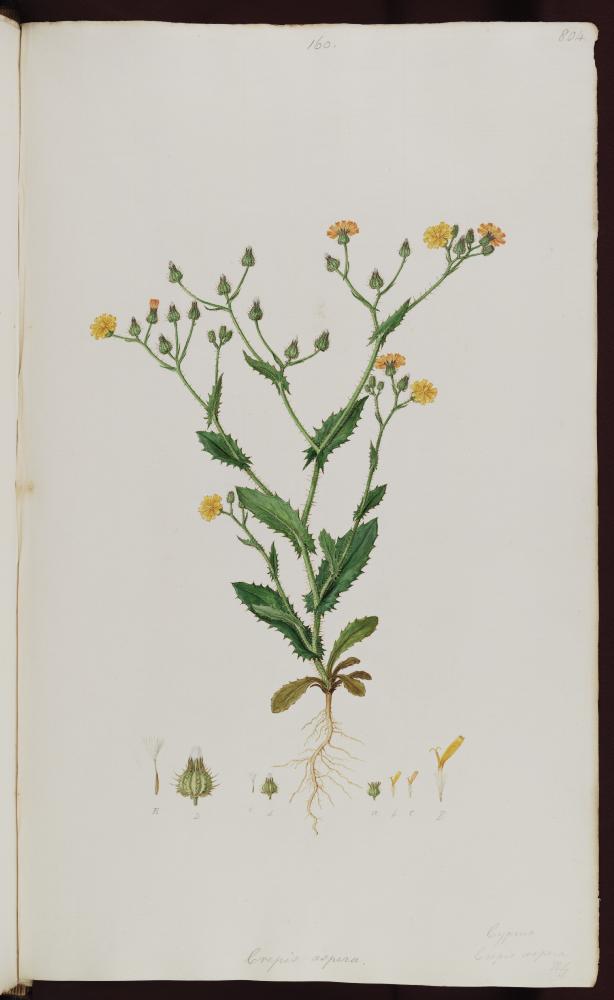 no HD illustration available (3)