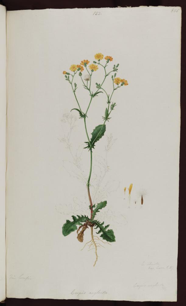 no HD illustration available (3)