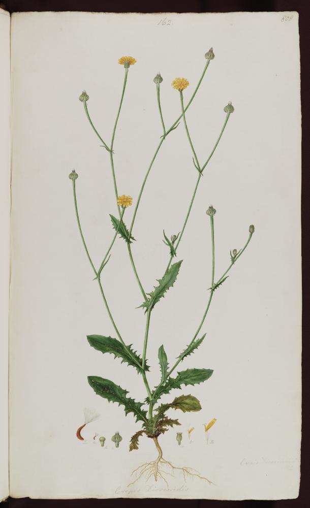 no HD illustration available (3)