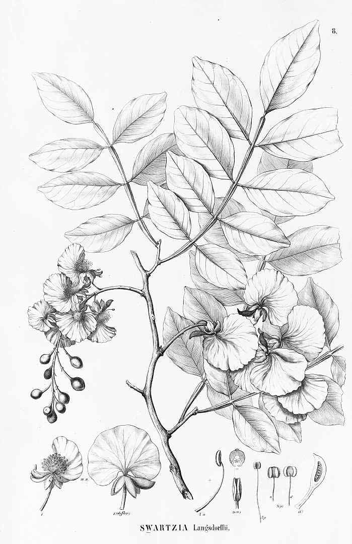 no HD illustration available (3)