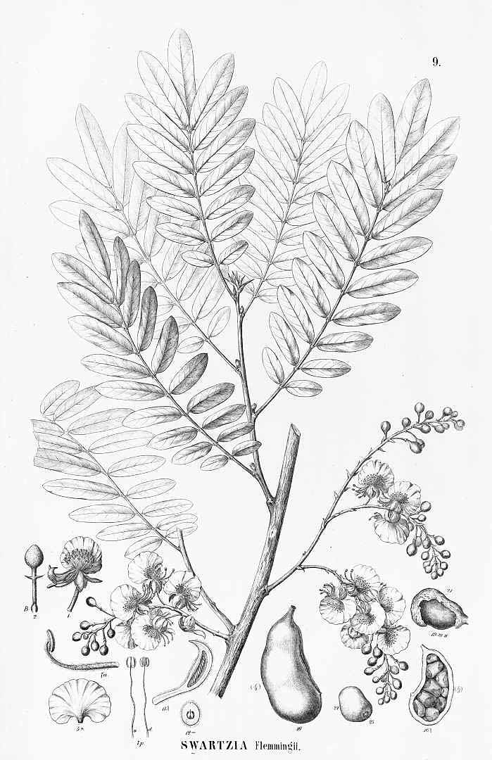 no HD illustration available (3)