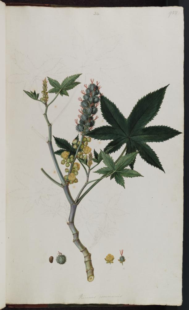 no HD illustration available (3)