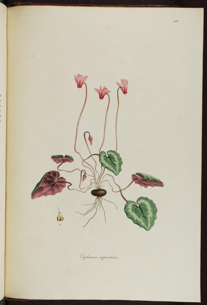 no HD illustration available (3)