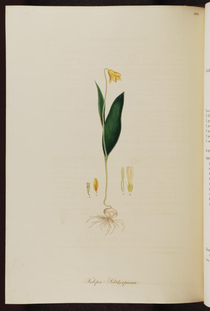 no HD illustration available (3)