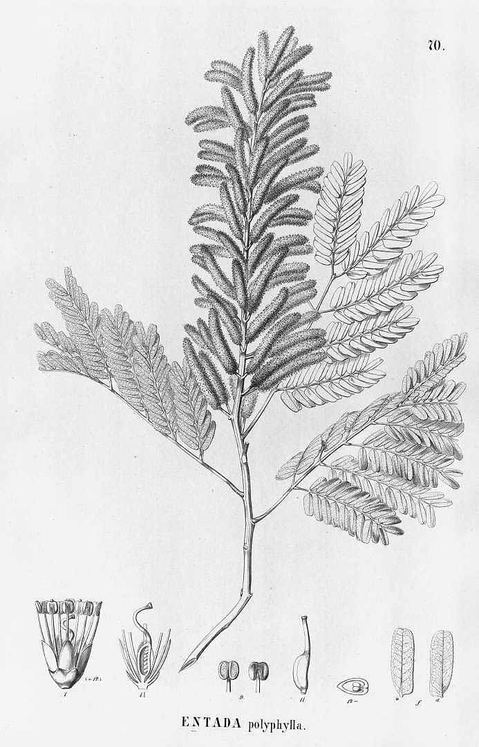 no HD illustration available (3)