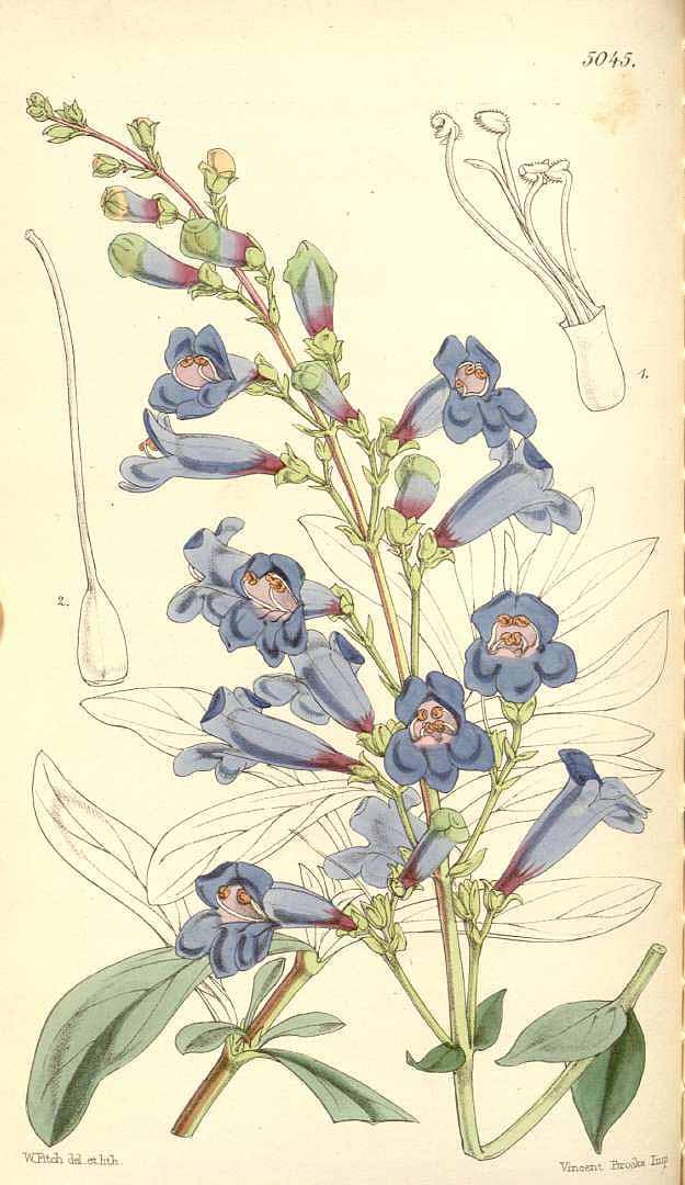 no HD illustration available (3)