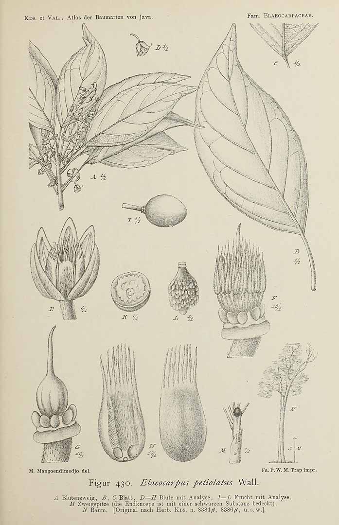 no HD illustration available (3)