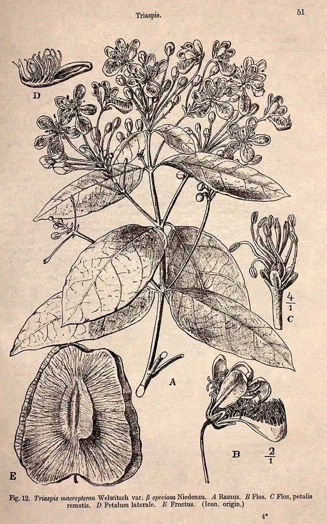 no HD illustration available (3)