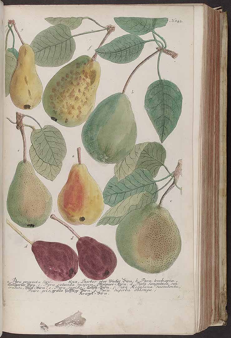 no HD illustration available (3)