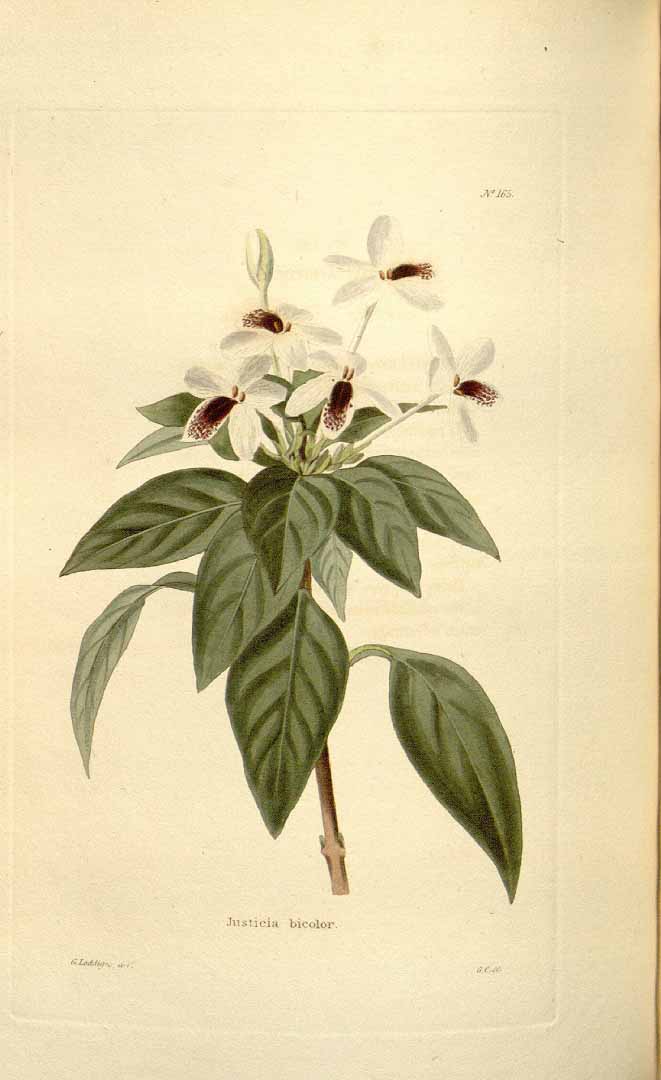 no HD illustration available (3)