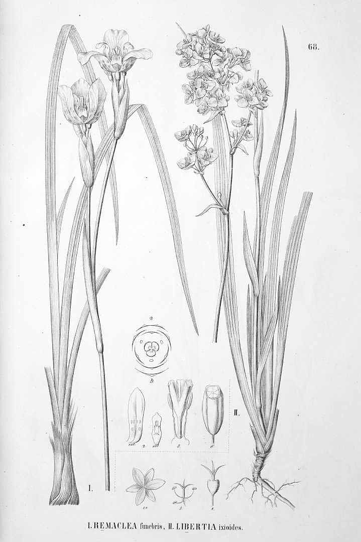 no HD illustration available (3)