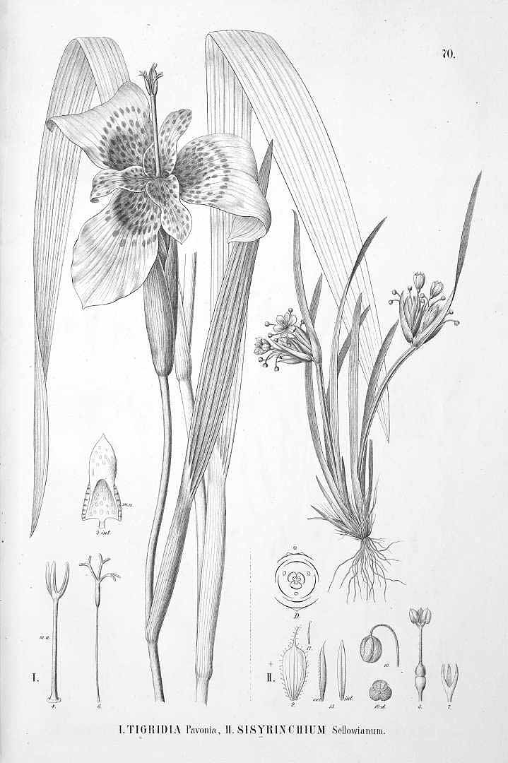 no HD illustration available (3)