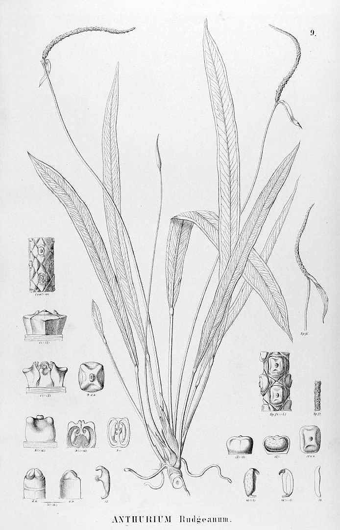 no HD illustration available (3)