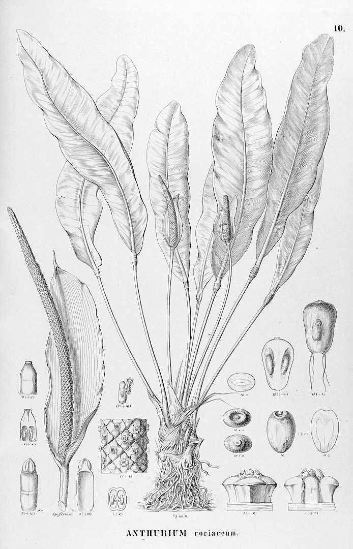 no HD illustration available (3)