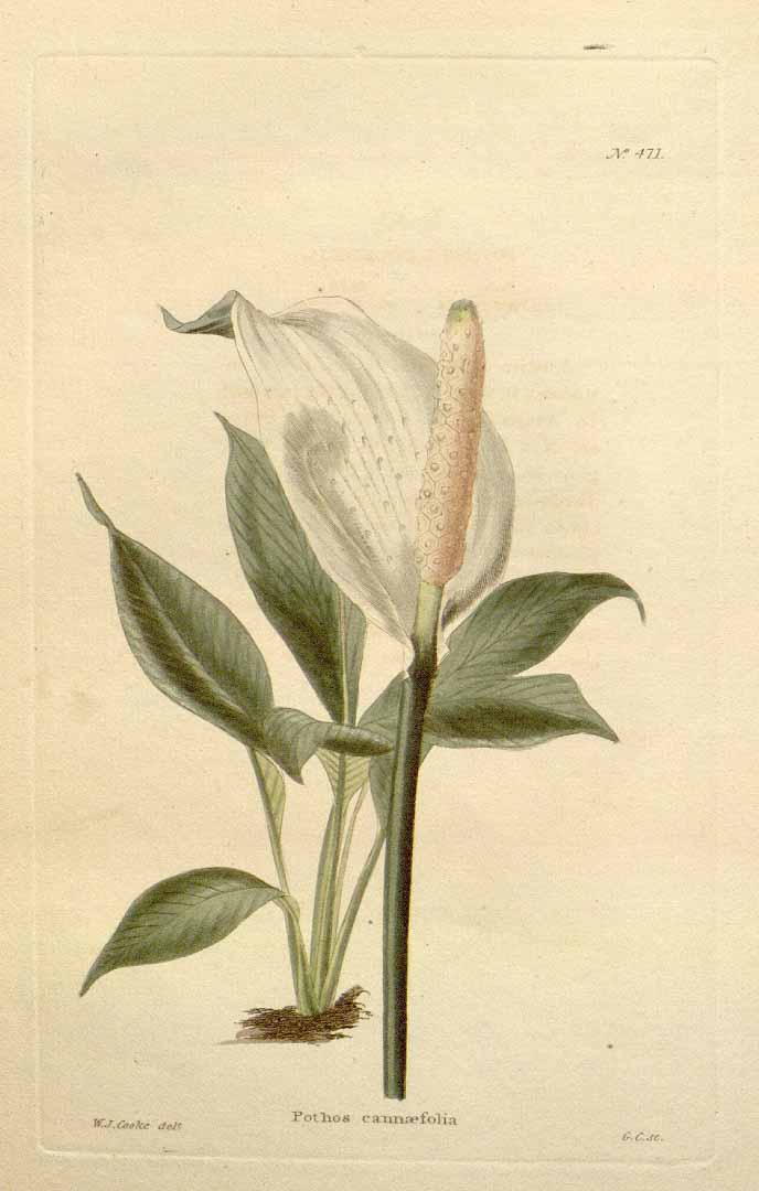 no HD illustration available (3)