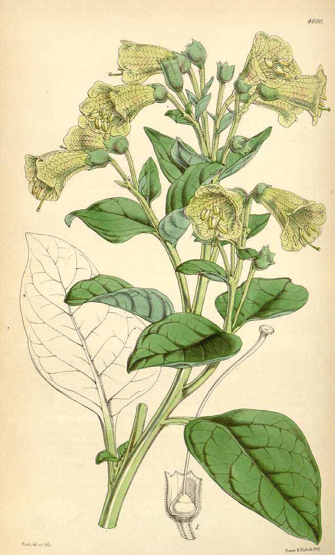 no HD illustration available (3)