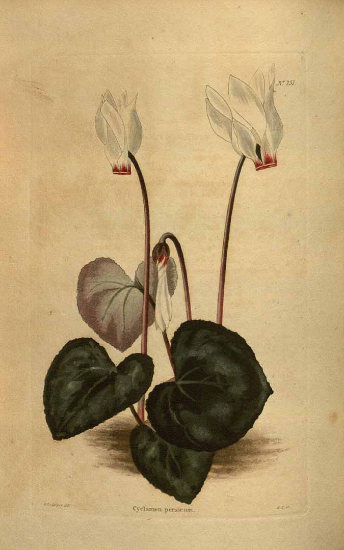 no HD illustration available (3)