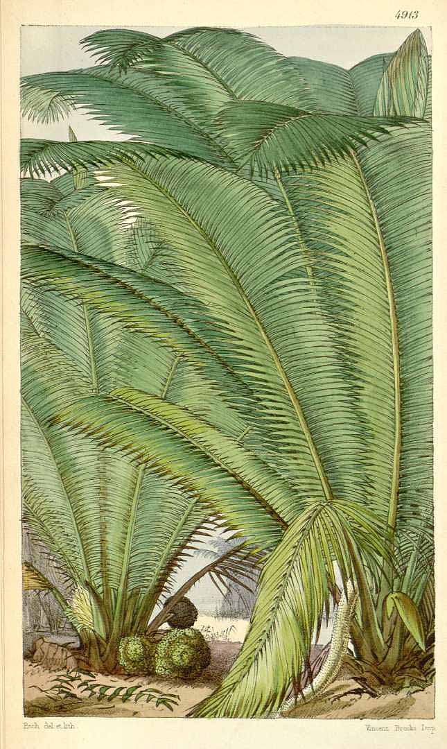 no HD illustration available (3)