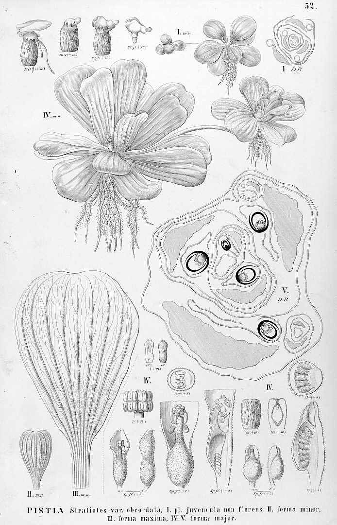 no HD illustration available (3)