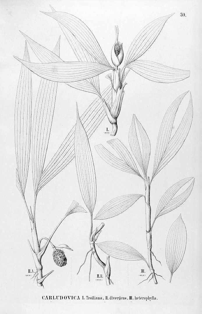 no HD illustration available (3)