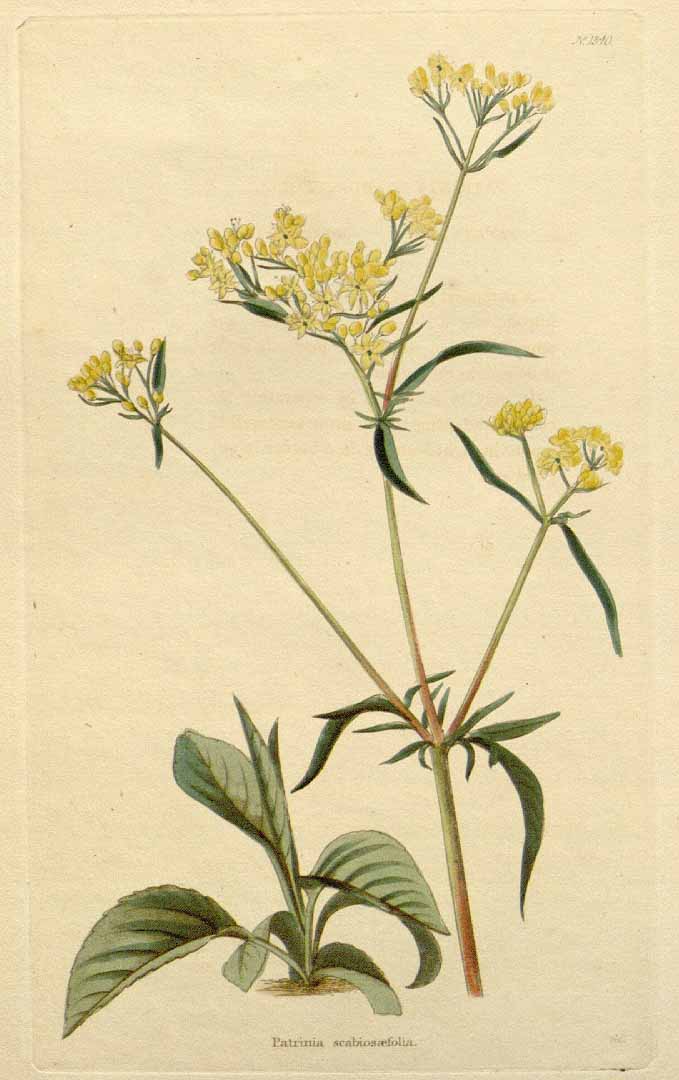 no HD illustration available (3)