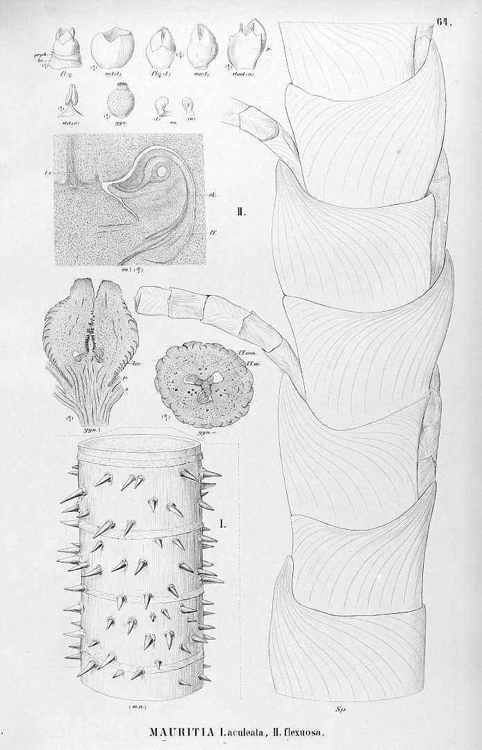 no HD illustration available (3)