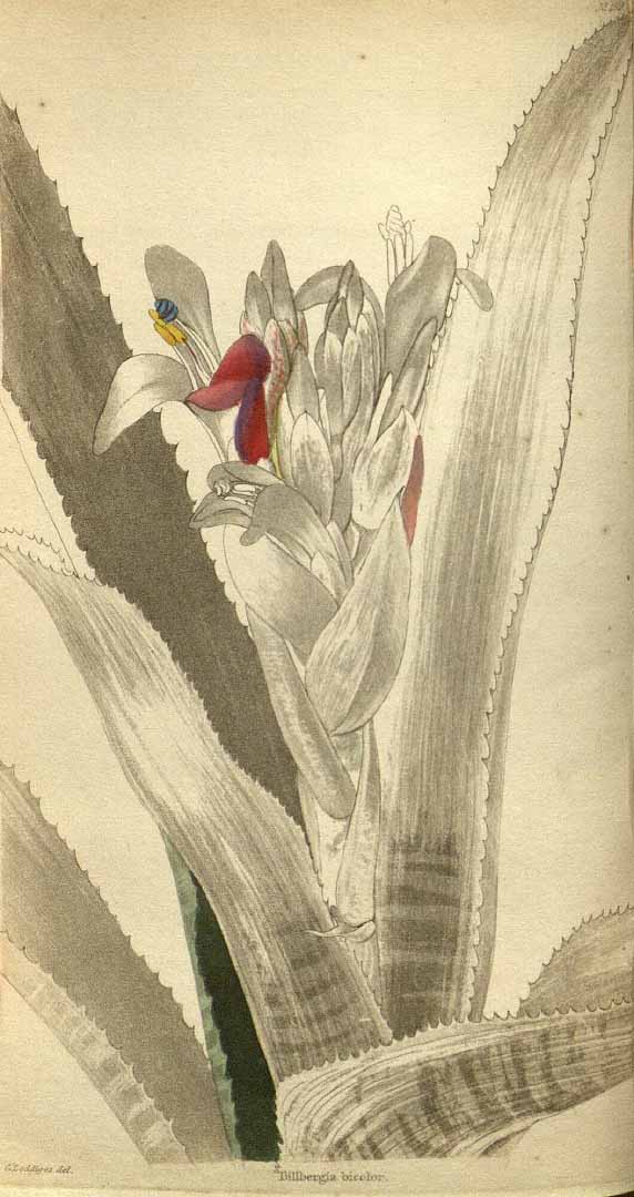 no HD illustration available (3)