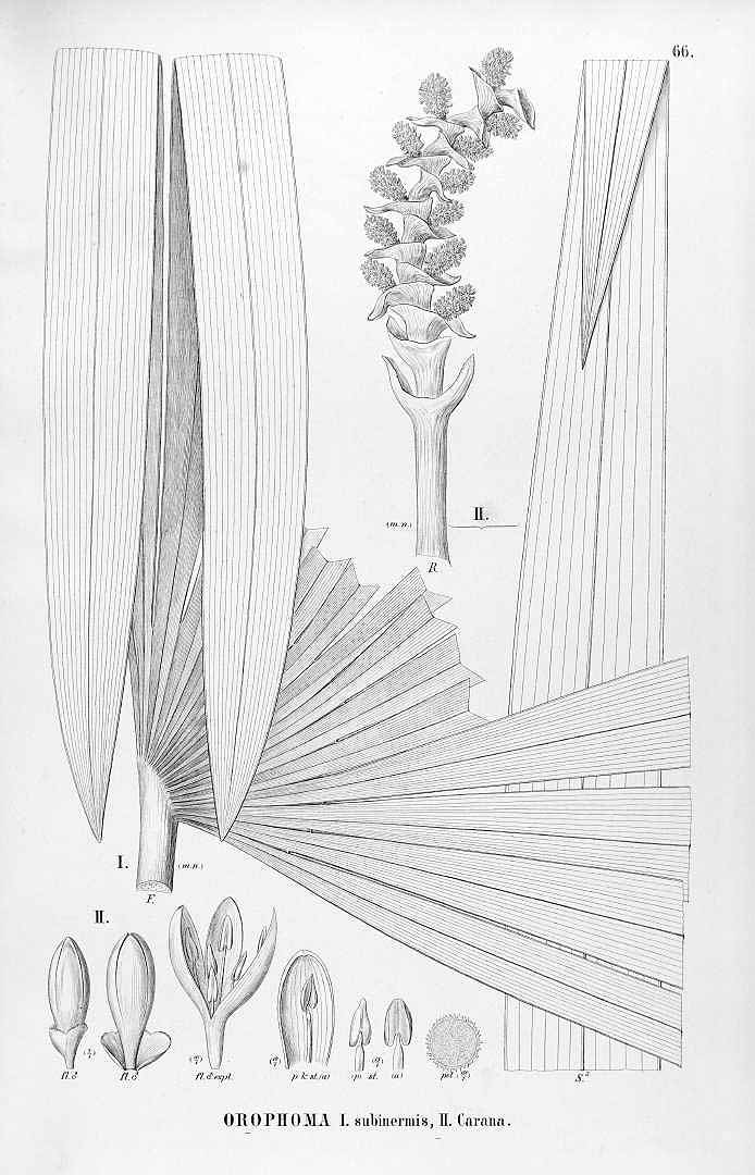 no HD illustration available (3)