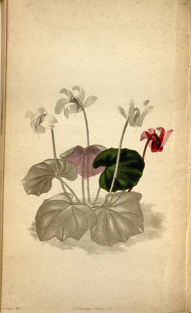 no HD illustration available (3)