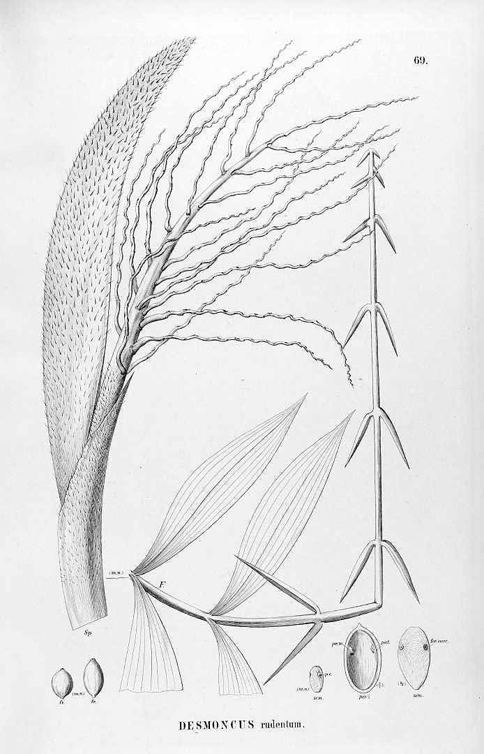 no HD illustration available (3)