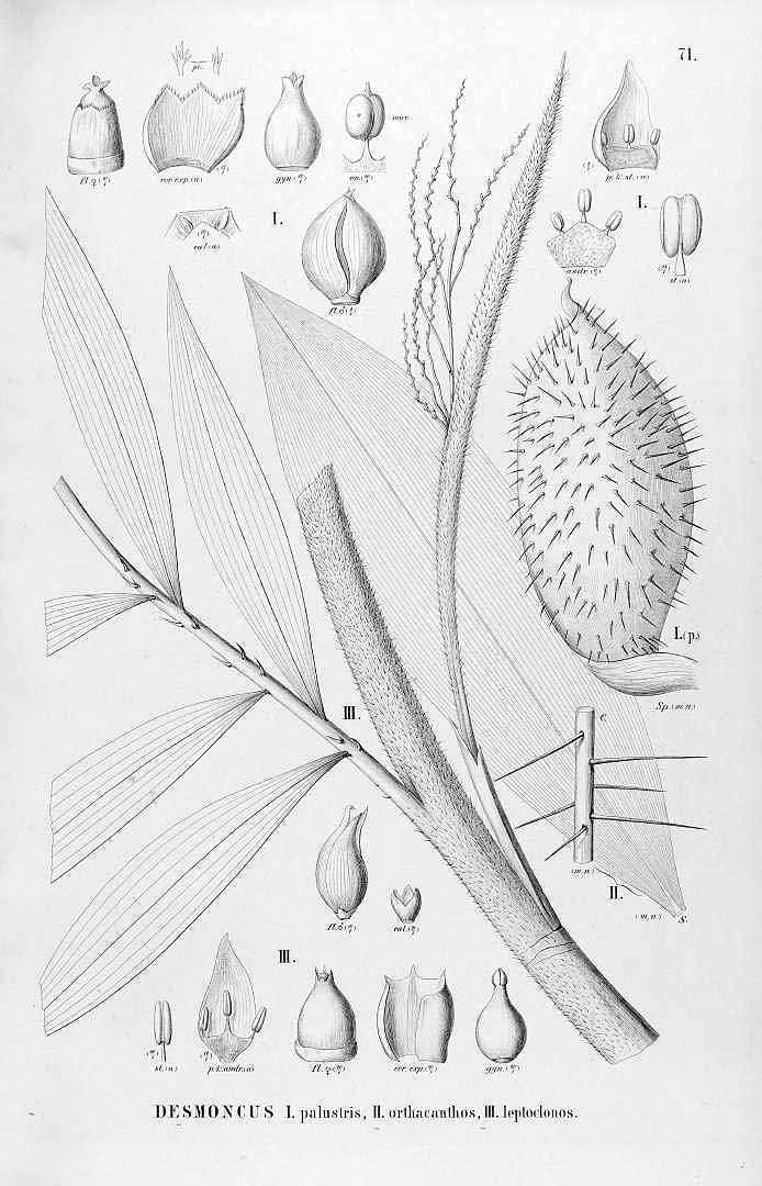 no HD illustration available (3)