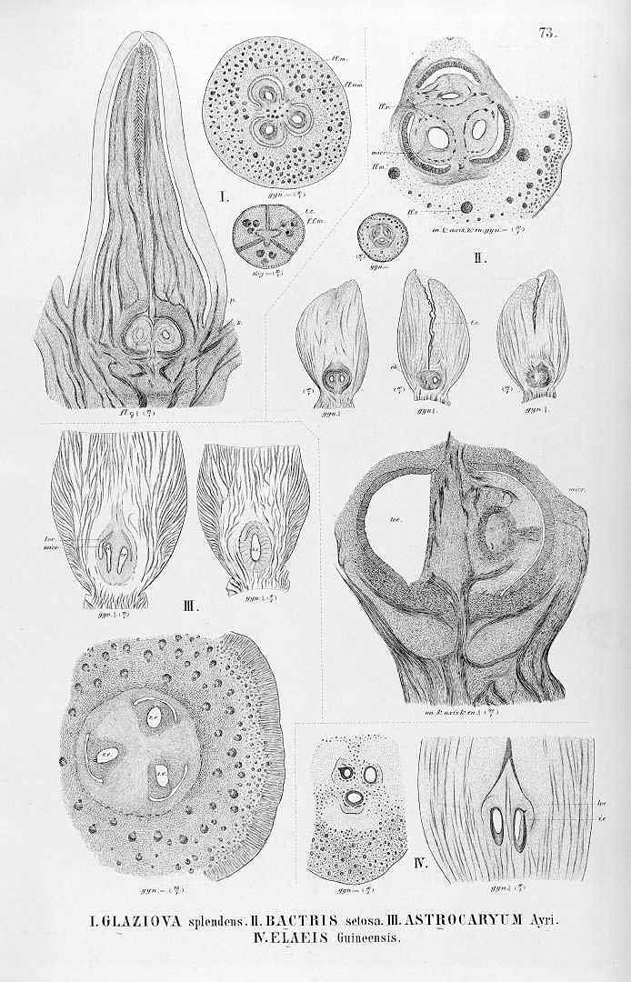 no HD illustration available (3)