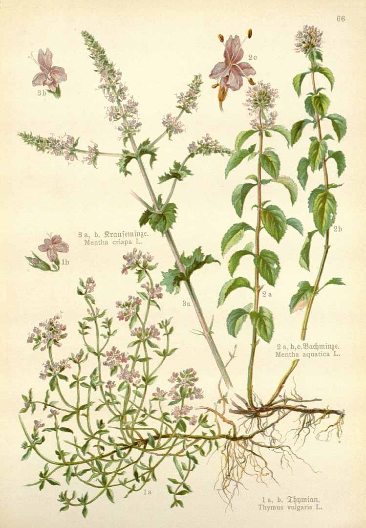 no HD illustration available (3)