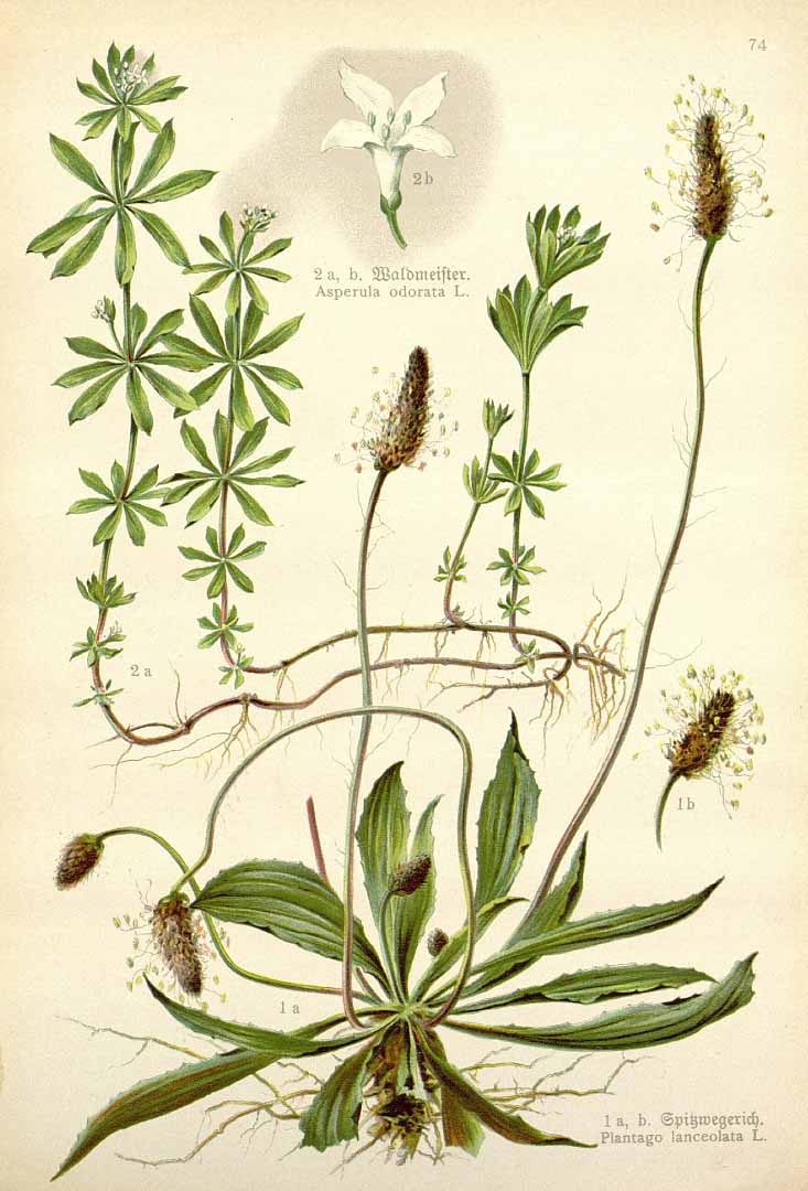 no HD illustration available (3)