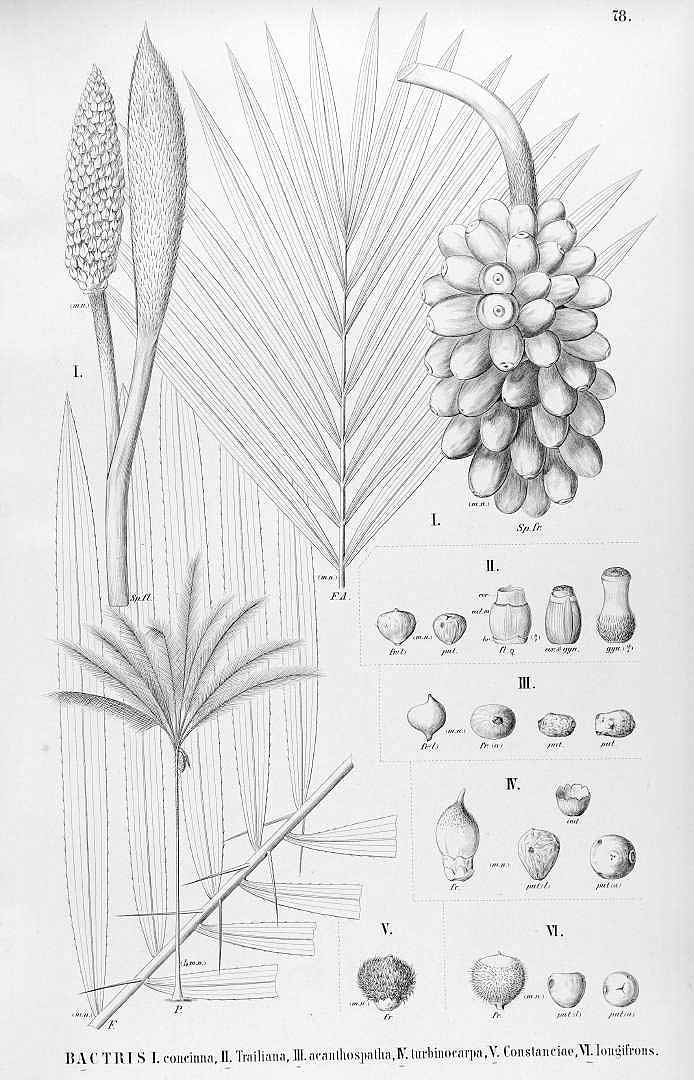 no HD illustration available (3)