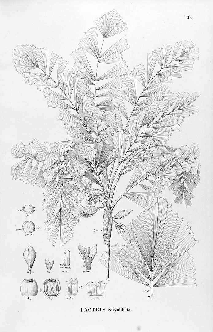 no HD illustration available (3)