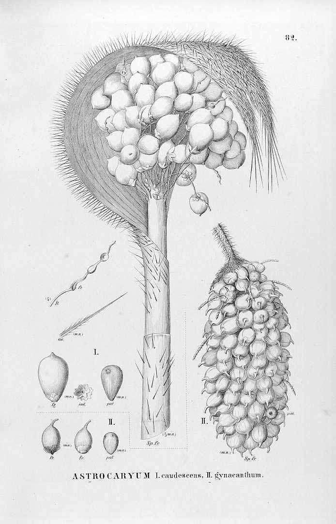 no HD illustration available (3)