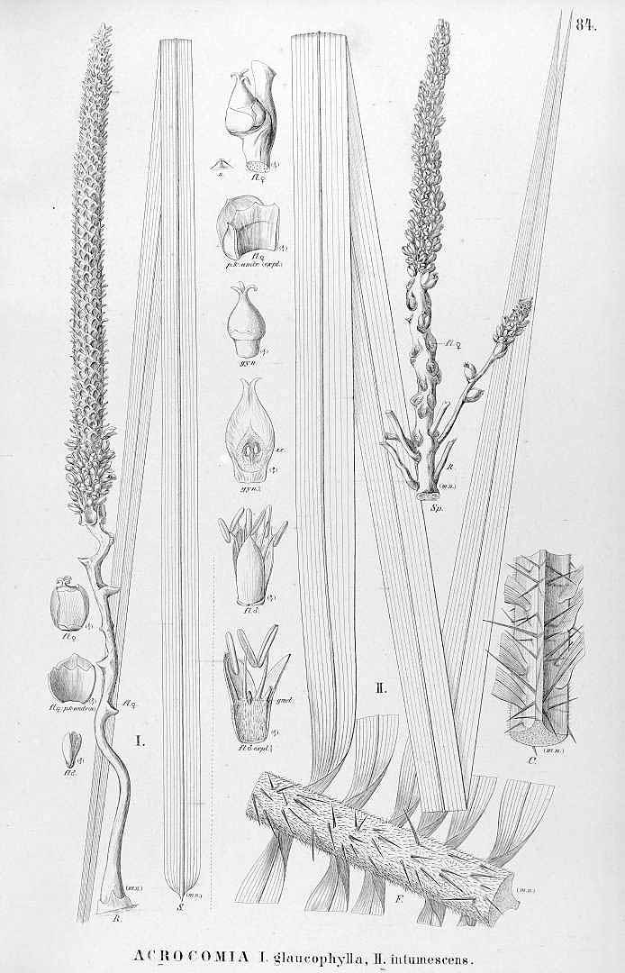 no HD illustration available (3)