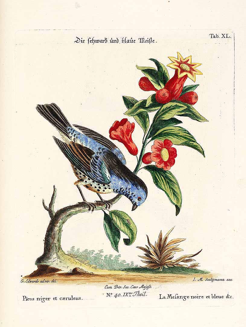 no HD illustration available (3)