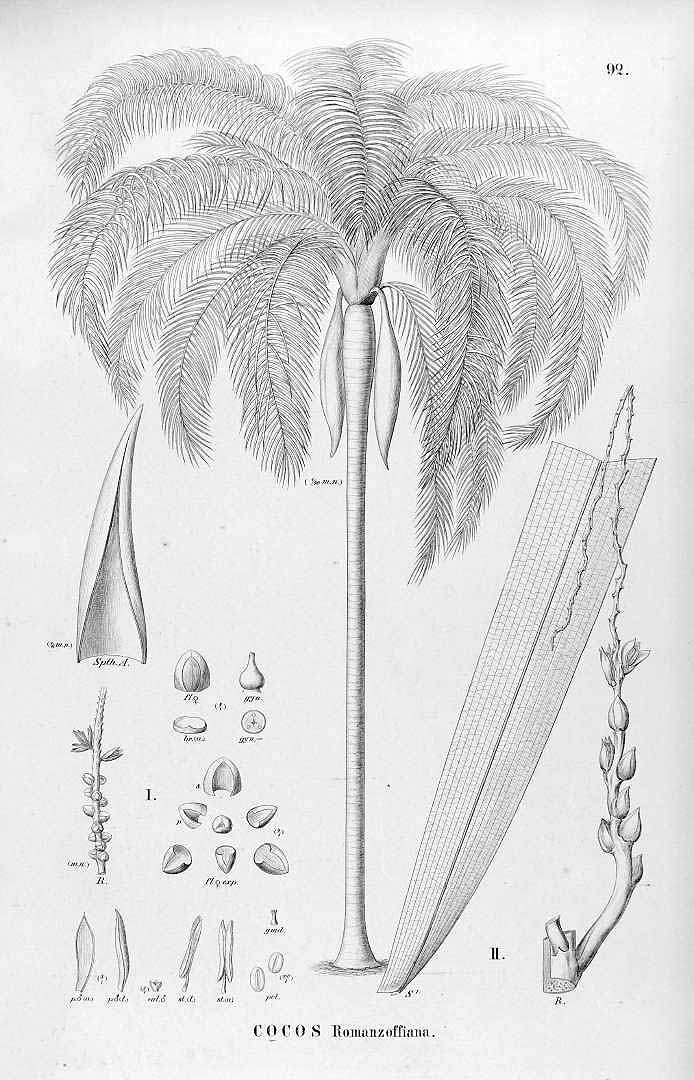 no HD illustration available (3)