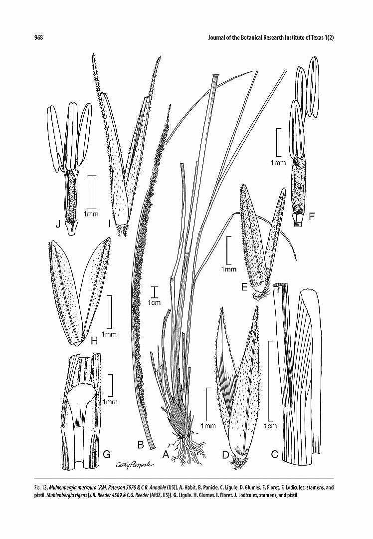 no HD illustration available (3)