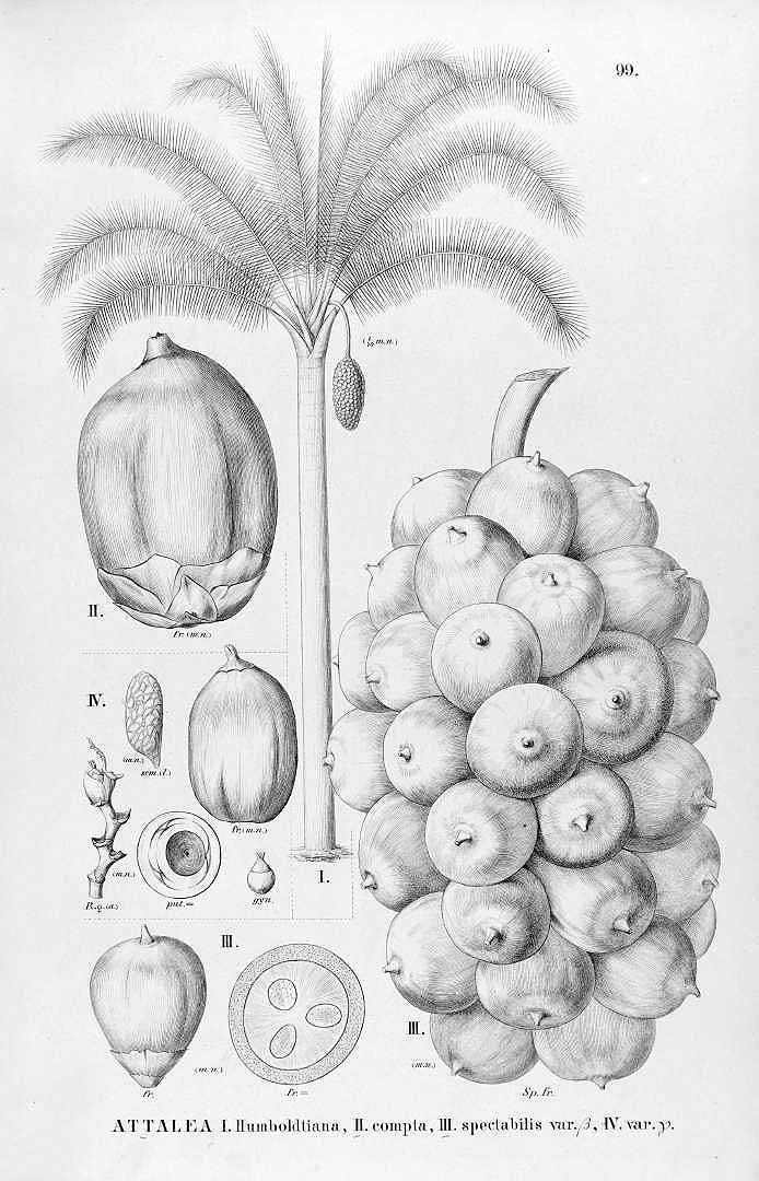 no HD illustration available (3)