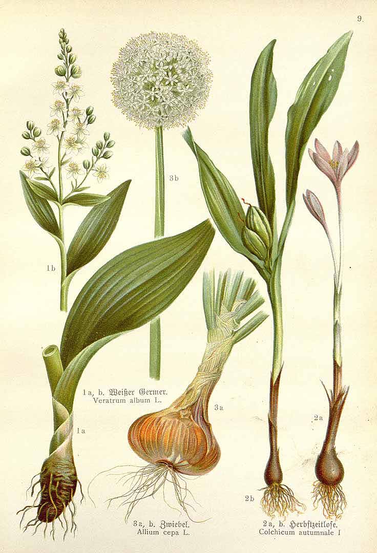 no HD illustration available (3)