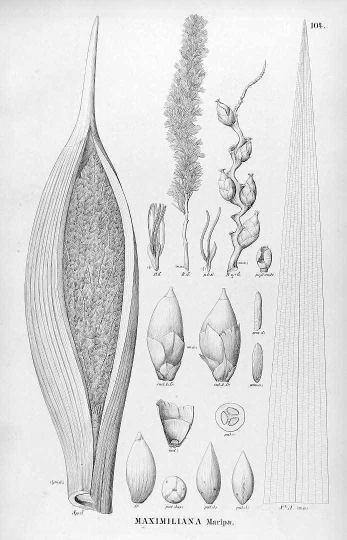 no HD illustration available (3)