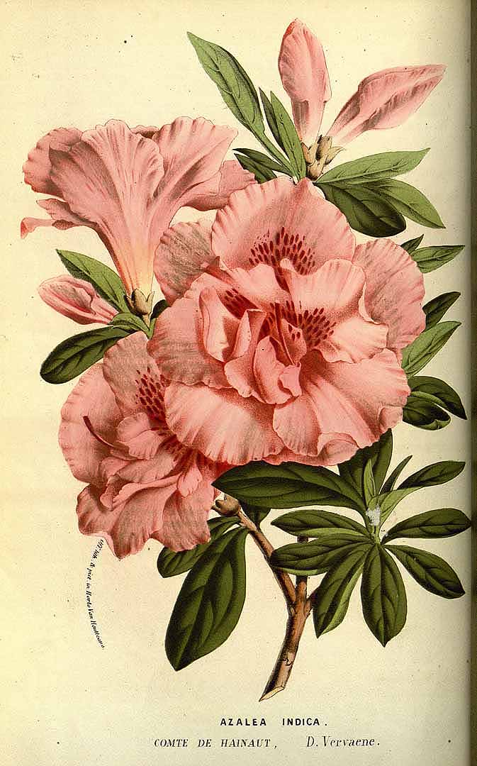 no HD illustration available (3)