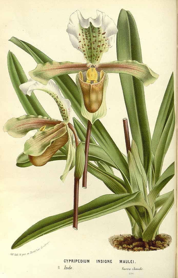 no HD illustration available (3)