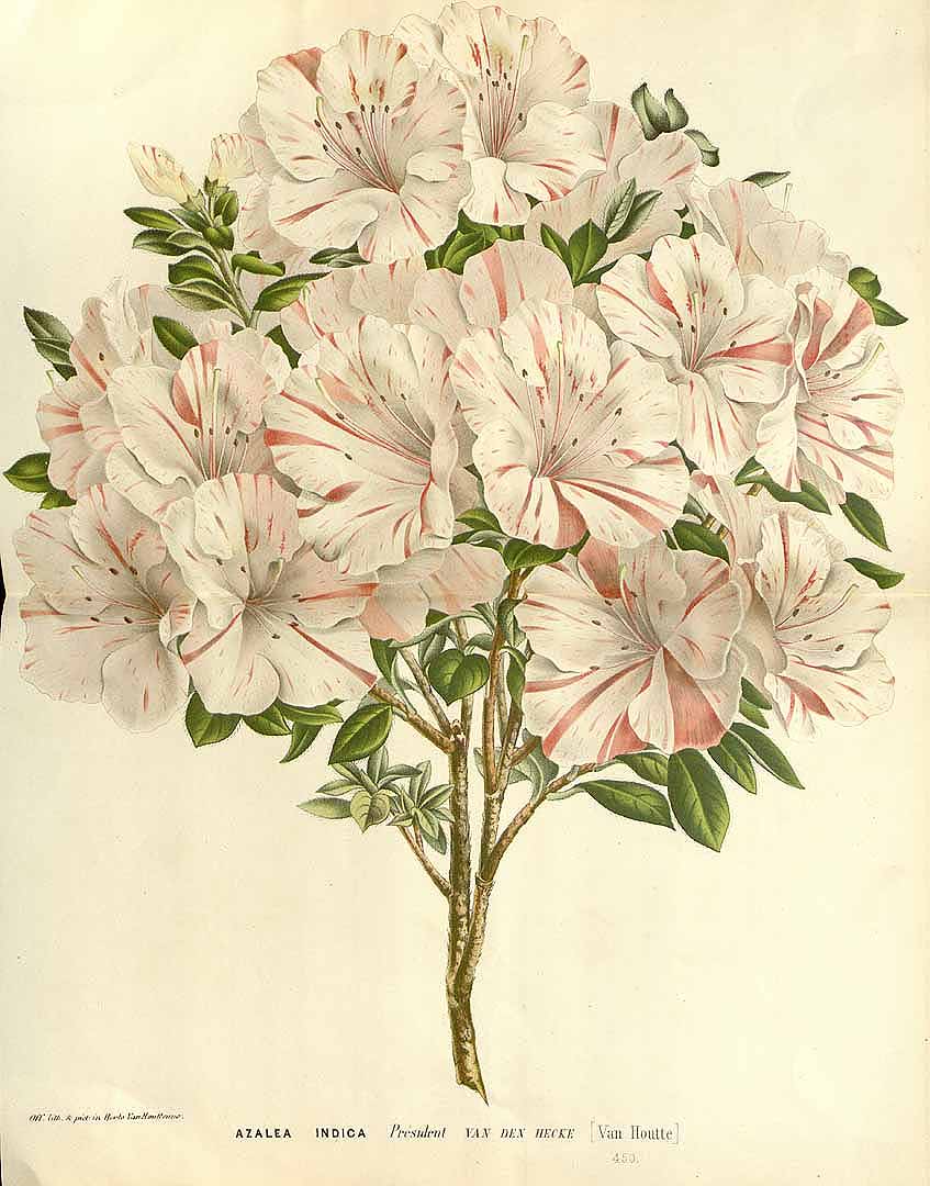 no HD illustration available (3)