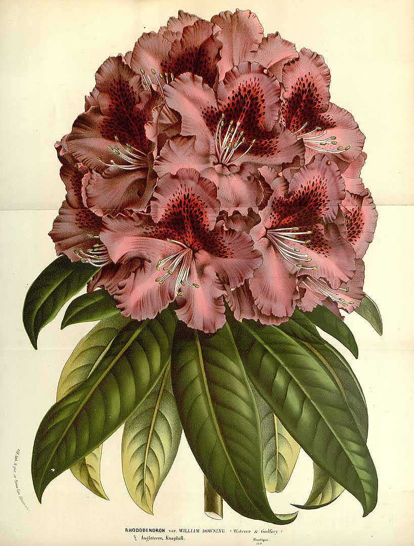 no HD illustration available (3)