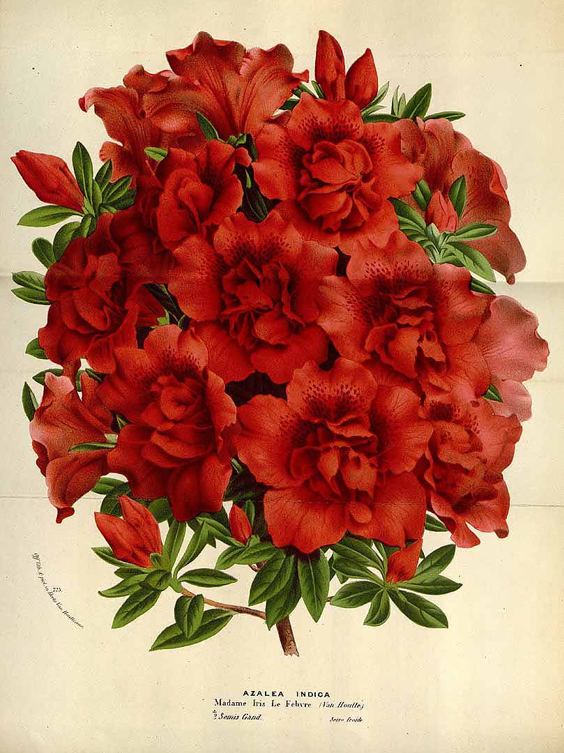 no HD illustration available (3)