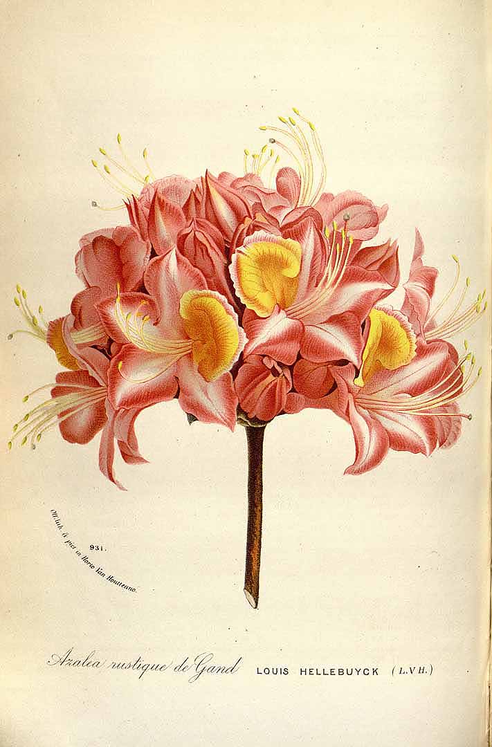 no HD illustration available (3)